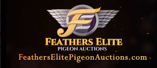 http://www.europaloft.ca/images/FeathersElitePigeonAuctions-logo.jpg