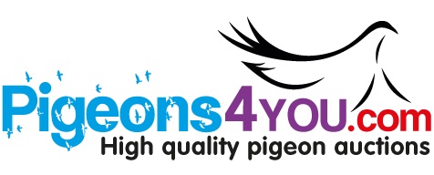 http://www.europaloft.ca/images/Pigeons4you.jpg